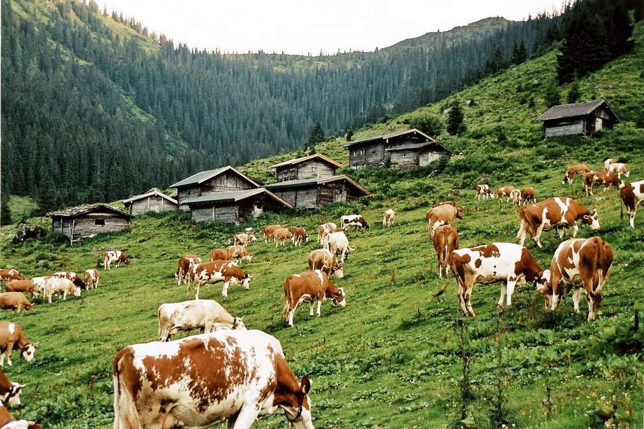 Pension Enzian Niederau Dış mekan fotoğraf